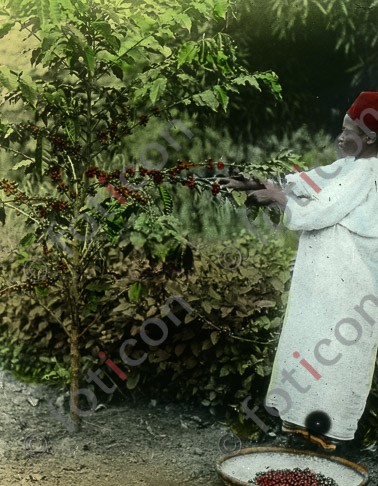 Junge an einer Kaffeepflanze | Boy at a coffee plant - Foto foticon-simon-192-030.jpg | foticon.de - Bilddatenbank für Motive aus Geschichte und Kultur